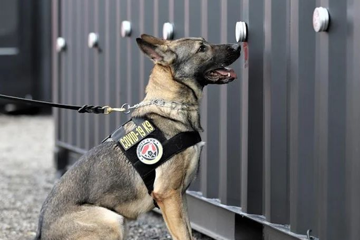 COVID Detection Dogs Are Being Used For Tours By Tool, Metallica And Others